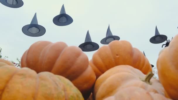黑色的帽子 蜘蛛在外面的空气中 在大橙色南瓜的背景下飞翔 外面的万圣节装饰品不给糖就捣蛋庆祝圣餐日 — 图库视频影像