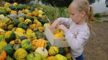 Küçük sarışın kız küçük balkabaklarını kutunun üzerine koyuyor. Balkabağı mevsimi. hasat mevsimi.