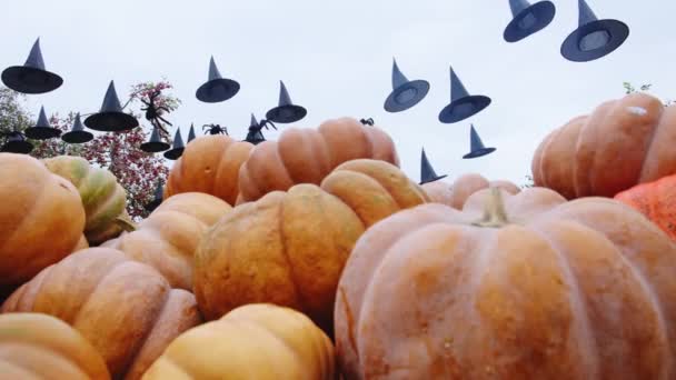 Черные Шляпы Пауки Летают Воздухе Фоне Больших Оранжевых Тыкв Украшения — стоковое видео