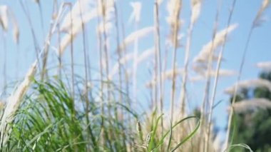 Güneşli bir yaz gününde Saccharum spontaneum Pampas otları doğada