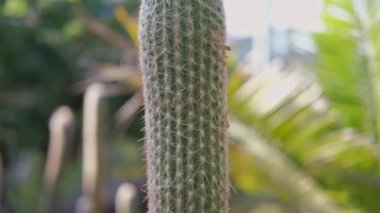 Neobuxbaumia polilopha, koni kaktüsü, botanik bahçesindeki altın saguaro..