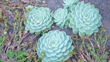 Bahçede büyüyen Echeveria 'daki Stonecrop fabrikasının yakınında.