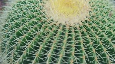 Echinocactus Grusonii 'nin yakın plan görüntüsü, halk arasında altın varil kaktüsü olarak bilinir, doğu-orta Meksika' ya..