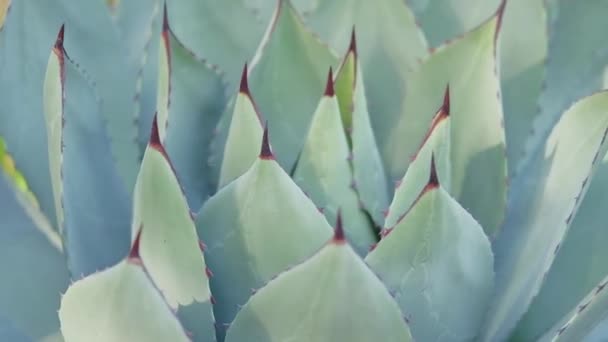 Primer Plano Cactus Agave Con Inclinación Hacia Arriba Día Soleado — Vídeo de stock