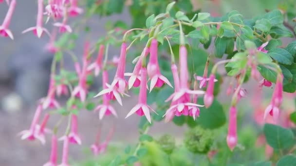 Detailní Záběr Krásné Kvetoucí Fialové Růžové Fuchsie Květiny Zahradě — Stock video