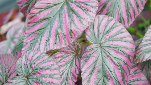 Κοντινό Πλάνο Των Μοβ Πράσινων Φύλλων Begonia Brevirimosa — Αρχείο Βίντεο