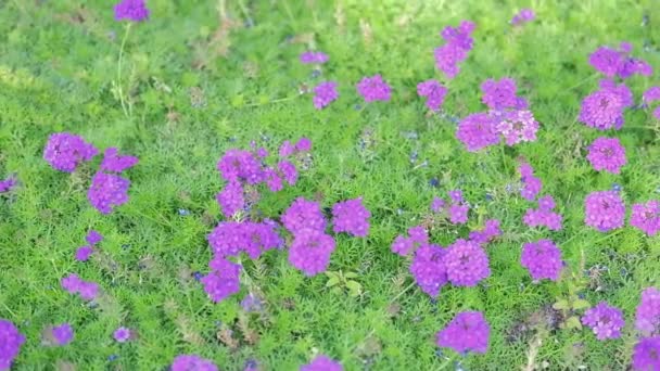 Çiçek Açan Verbena Hybrida Canlı Derin Mavi Bahçede — Stok video