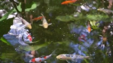 Gölette beyaz ve turuncu koi balığı