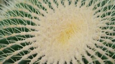 Echinocactus Grusonii 'nin yakın plan görüntüsü, halk arasında altın varil kaktüsü olarak bilinir, doğu-orta Meksika' ya..