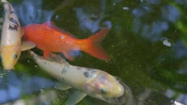 Białe Pomarańczowe Ryby Koi Wewnątrz Stawu — Wideo stockowe