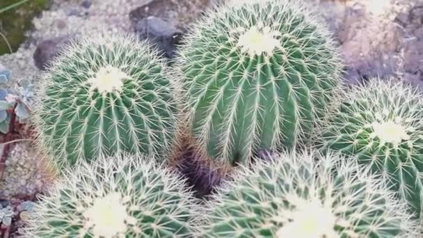 Zlatý Sud Kaktusu Nebo Echinocactus Grusonii Šťavnatá Rostlina — Stock video