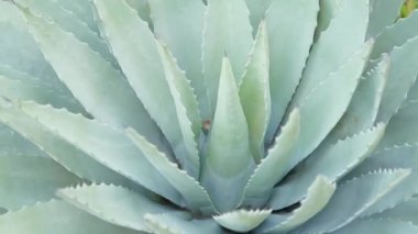 Agave Parryi var bitkisinin Botanik bahçesindeki görüntüsünü kapat