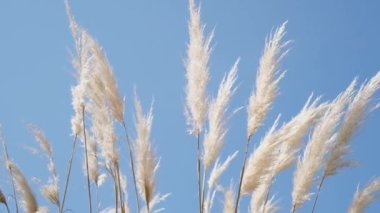 Güneşli bir yaz gününde Saccharum spontaneum Pampas otları doğada