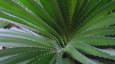 Dikenli Teksas Sotol, çöl kaşığı, ince dikenli bitki. Top View 'dan örümcek ağıyla çıkıyor. DASİLİYE TEXANUM