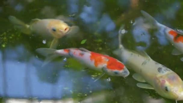 Bílá Oranžová Ryba Koi Uvnitř Rybníka — Stock video