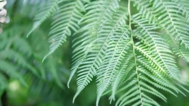 Primo Piano Felci Verdi Giardino Botanico Piante Felce Nella Foresta — Video Stock