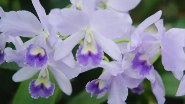 Virág Lila Cattleya Orchidea Virágok Kertben Természet Ellen Bokeh Háttér — Stock videók