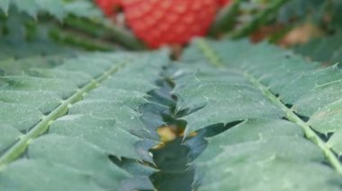 Açan Encephalartos ferox. Zululand Cycad namı diğer Tongaland Cycad veya Tongaland Broodboom