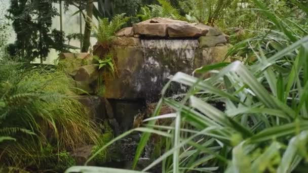 Piccola Cascata Scende Sulle Rocce Circondata Alberi Fiori Palm Gardens — Video Stock