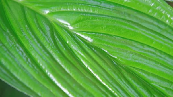 Spathiphyllum Cannifolium Blätter Abstrakte Dunkelgrüne Textur Naturhintergrund Tropisches Blatt — Stockvideo