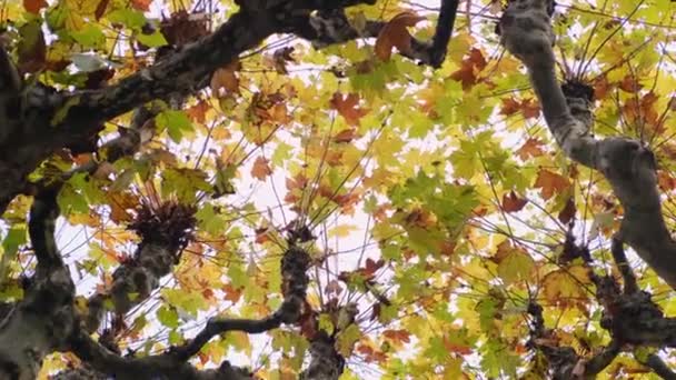 Platánusz Késő Ősszel Őszi Sárga Zöld Levelek Egy Sycamore Ingadozó — Stock videók