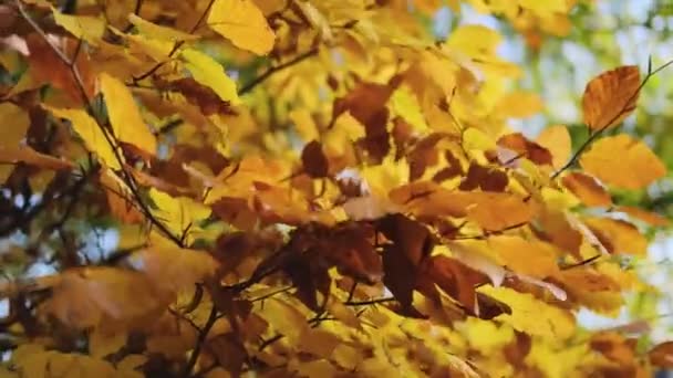 Κίτρινα Φύλλα Στο Δέντρο Στα Τέλη Του Φθινοπώρου Κλείσε Όμορφο — Αρχείο Βίντεο