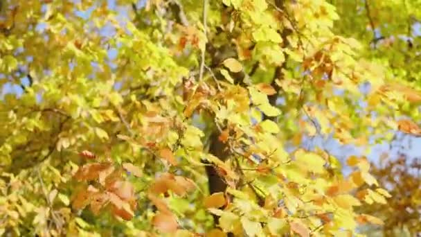Gul Löv Träd Slutet Hösten Närbild Vackert Träd Med Gula — Stockvideo