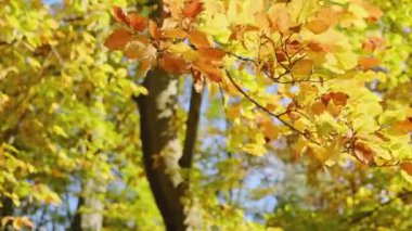 Sonbaharda Ağaçta Sarı Yapraklar. Kapatın. Sonbahar ormanında sarı ve kırmızı yapraklı güzel bir ağaç..