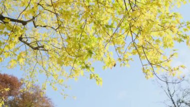 Sonbahar sarı akçaağaç yaprağı, ağaçtaki Aceraceae. Güneşli bir günde sarı yapraklı güzel sarı bir dal.