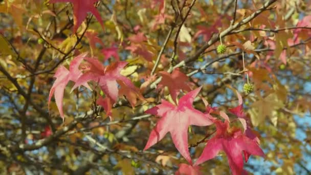 Japanse Esdoorn Herfst Met Rode Bladeren Hoge Kwaliteit Beeldmateriaal — Stockvideo
