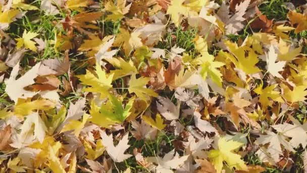 Gramado Grama Verde Coberto Com Folhas Árvore Amarela Vermelha Parque — Vídeo de Stock