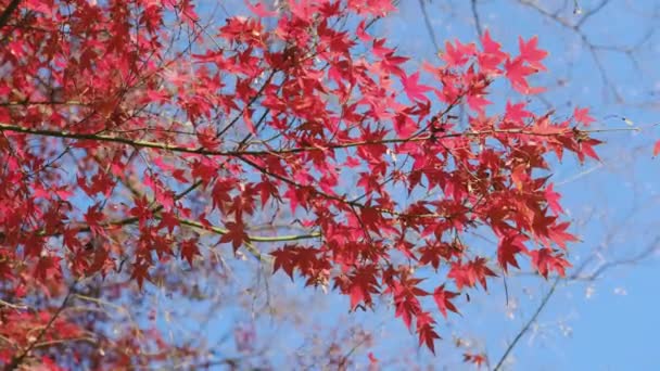 Ιαπωνικό Σφενδάμι Φθινόπωρο Κόκκινα Φύλλα Υψηλής Ποιότητας Πλάνα — Αρχείο Βίντεο