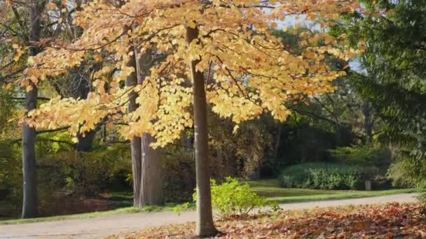 Sonbahar Ormanı Ağaçlarda Bir Sürü Sarı Kırmızı Yaprak Altın Ağaç — Stok video