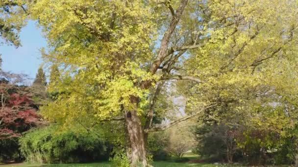 Jesienny Żółty Klon Liści Aceraceae Drzewie Piękne Stare Drzewo Żółtymi — Wideo stockowe