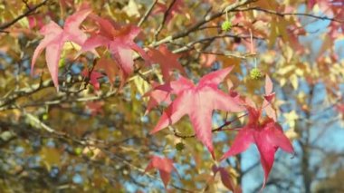 Sonbaharda kırmızı yapraklı Japon akçaağacı. Yüksek kalite 4k görüntü