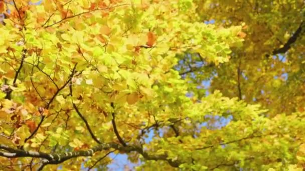 Folhas Amarelas Árvore Final Outono Fecha Bela Árvore Com Folhas — Vídeo de Stock