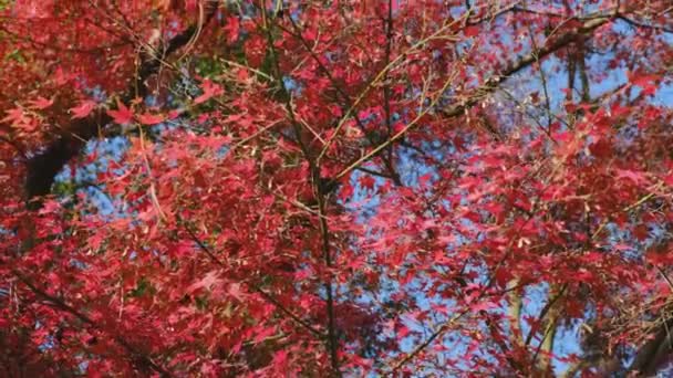 Japanse Esdoorn Herfst Met Rode Bladeren Hoge Kwaliteit Beeldmateriaal — Stockvideo