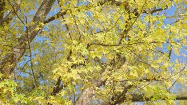 Осенняя Желтая Кленовая Листва Aceraceae Дереве Желтая Ветка Желтыми Листьями — стоковое видео