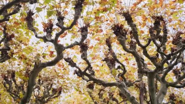 Platanus Árvore Final Outono Outono Folhas Amarelas Verdes Sicômoro Balançando — Vídeo de Stock