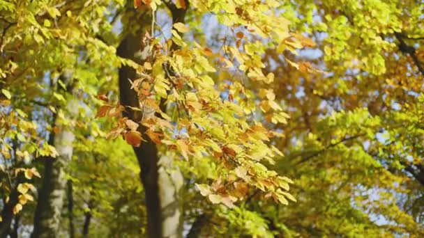 Höstskog Många Gula Och Röda Blad Träden Gyllene Trädblad Vackert — Stockvideo