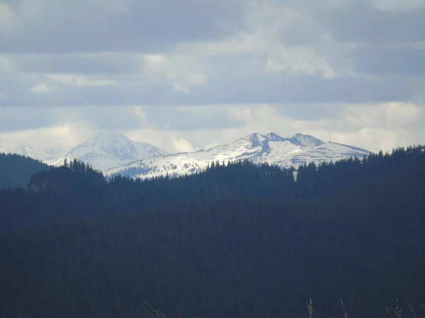 Piękne Pokryte Śniegiem Ukraińskie Góry Karpat — Zdjęcie stockowe