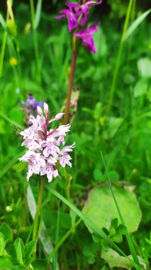 Güzel botanik fotoğrafı, doğal duvar kağıdı.
