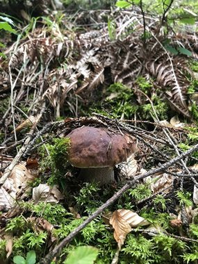 Eğreltiotunda sonbahar beyaz mantarı