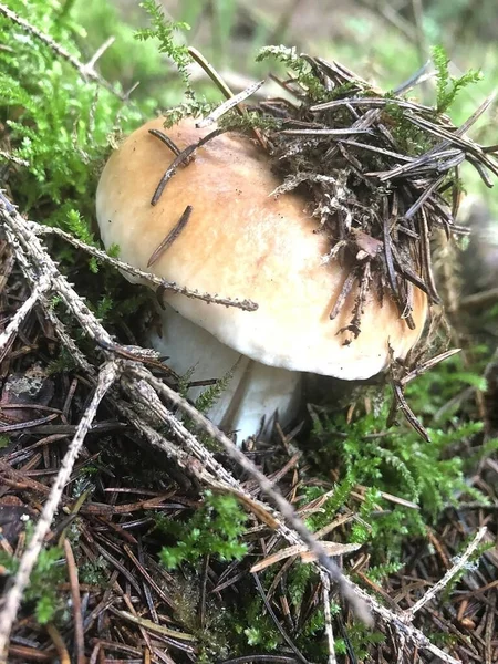 森林里的蘑菇 — 图库照片