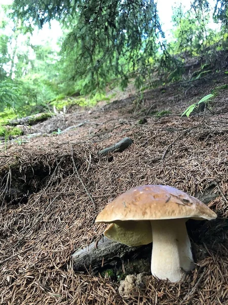 森林里一株蘑菇的特写镜头 — 图库照片
