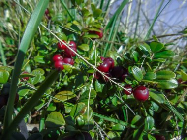 Güzel ve sağlıklı yaban mersinleri olgunlaştı.  