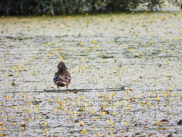 Eine Schöne Ente Auf Einem See Mitten Nirgendwo — Stockfoto