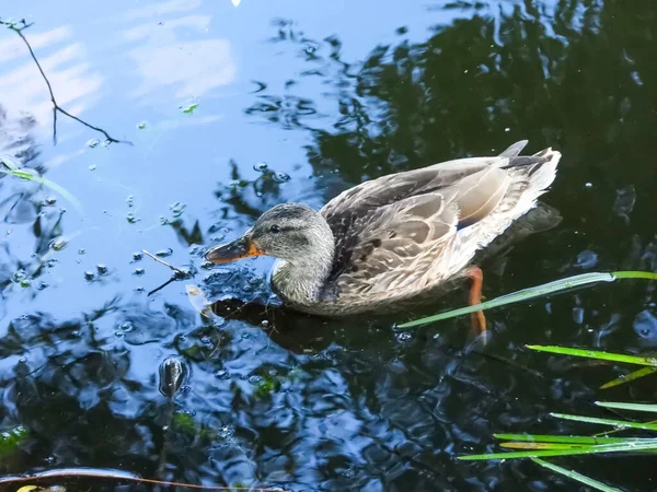 A wild duck swims in a forest lake