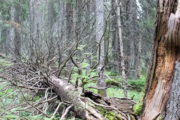 Ett Fallen Träd Mitt Barrskog — Stockfoto