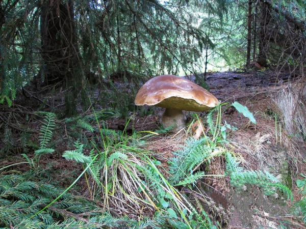 森林的背景上有一个巨大的白色蘑菇 — 图库照片